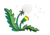 Dandelion