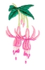 Fuschia
