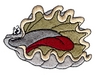 Clam