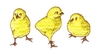 Three Chicks