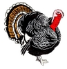 Turkey Tom