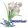 December Narcissus