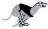Racing Greyhound