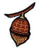 Acorn on Branch