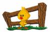 Little Fence Chick