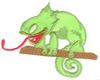 Lizard