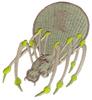 Venomous Spider
