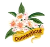 Connecticut State Flower (Mountain Laurel)