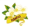 Idaho State Flower (Syringa)