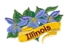 Illinois State Flower (Violet)