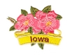 Iowa State Flower (Wild Rose)