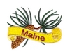 Maine State Flower (Pine Cone)