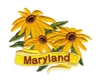 Maryland State Flower (Black-eyed Susan)