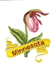 Minnesota State Flower (Lady's Slipper)