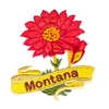 Montana State Flower (Bitterroot)