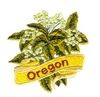 Oregon State Flower (Oregon Grape)
