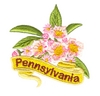 Pennsylvania State Flower (Mtn. Laurel)