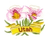 Utah State Flower (Sego Lily)