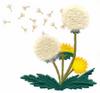 Dandelions  (Yarn)