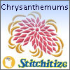 Chrysanthemums - Pack